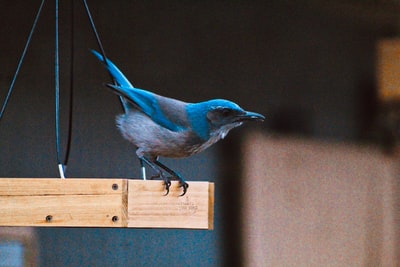 Brown wooden fence on the blue and white birds
